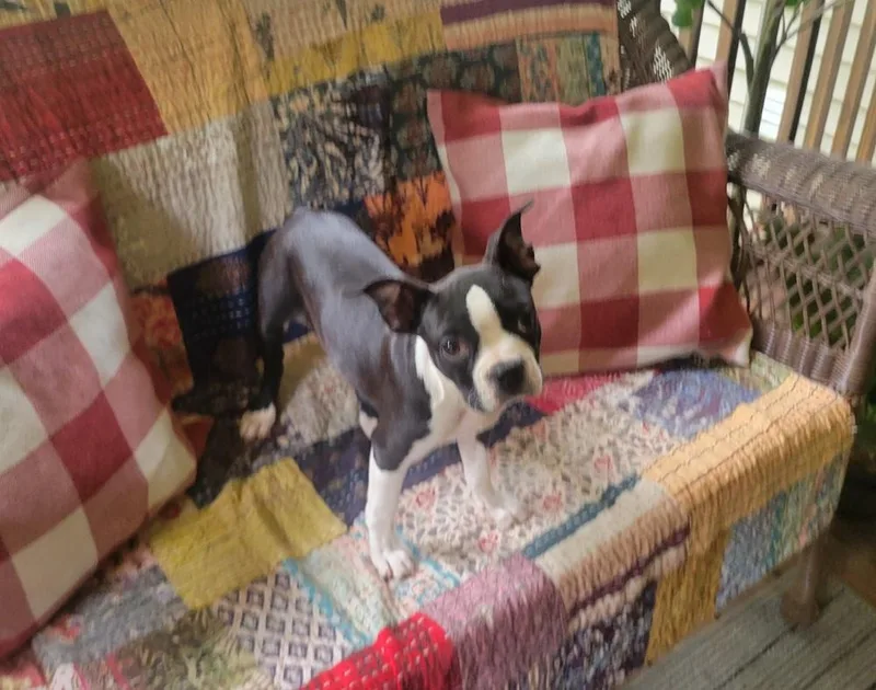 A baby small-sized female Tricolor (Brown, Black, & White) Boston Terrier dog named Lela Mae Boston for adoption in Gillsville, GA