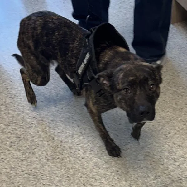 An adult medium-sized female Australian Cattle Dog / Blue Heeler named Mazie for adoption in Des Moines, IA