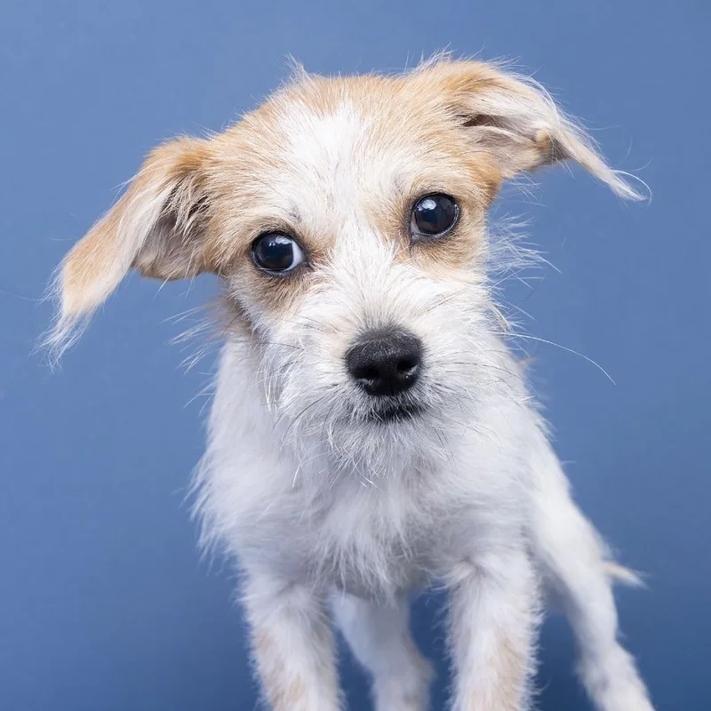 A baby small-sized female Yellow / Tan / Blond / Fawn Mixed Breed dog named Blondie for adoption in Franklin, TN