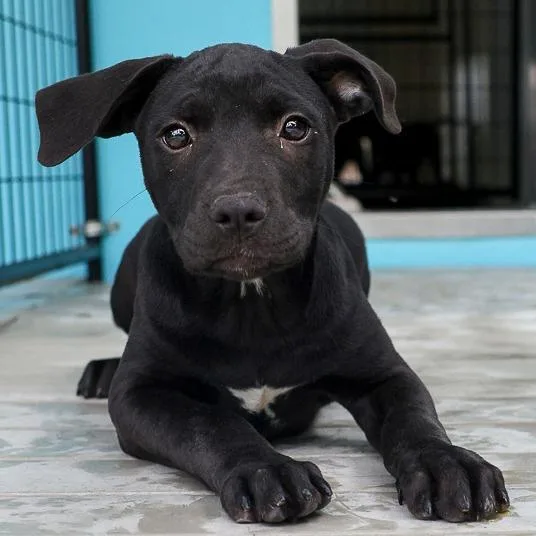 A baby large-sized female Black Pit Bull Terrier dog named Minerva for adoption in Bradenton, FL