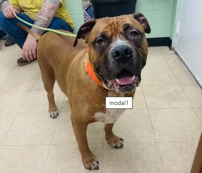A senior extra large-sized male Red / Chestnut / Orange Mastiff dog named Snoop for adoption in Martinsville, VA
