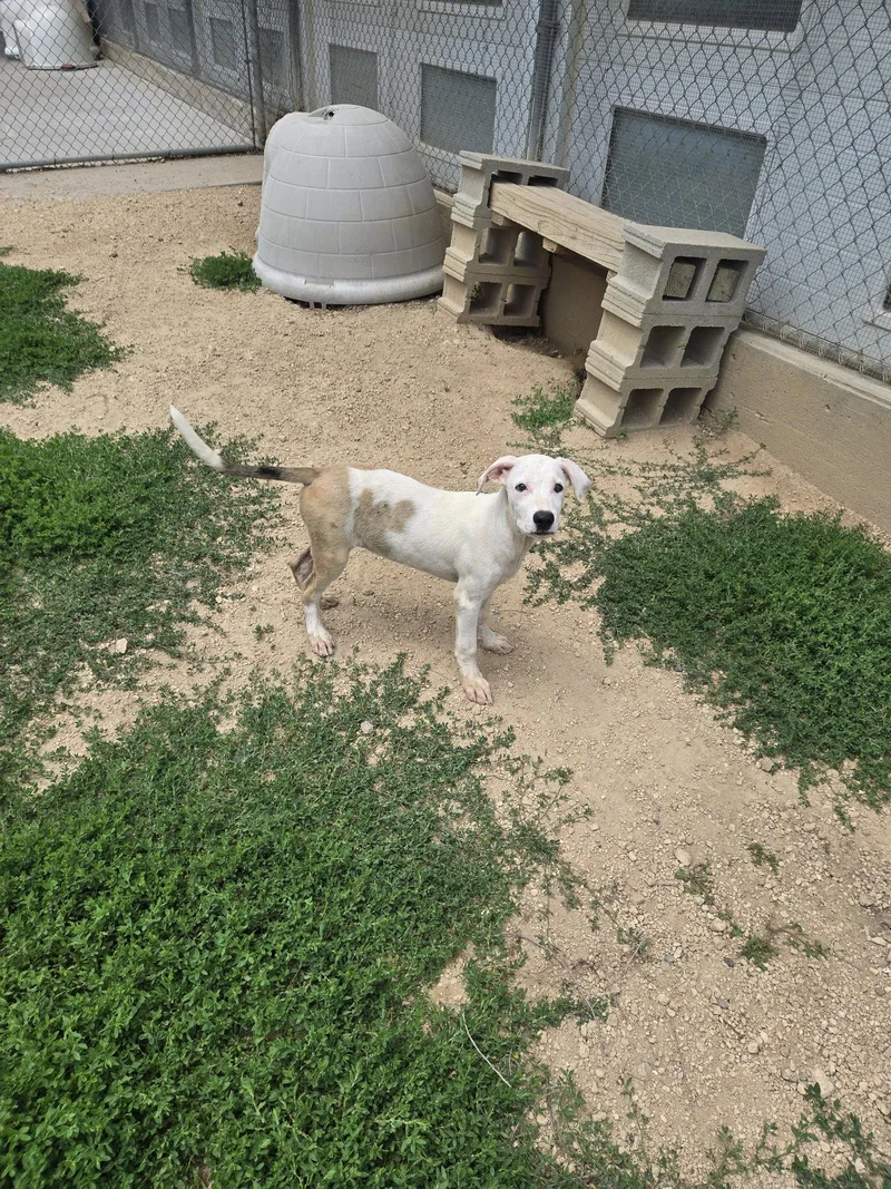 A young medium-sized male Mixed Breed dog named Freedom for adoption in Maquoketa, IA