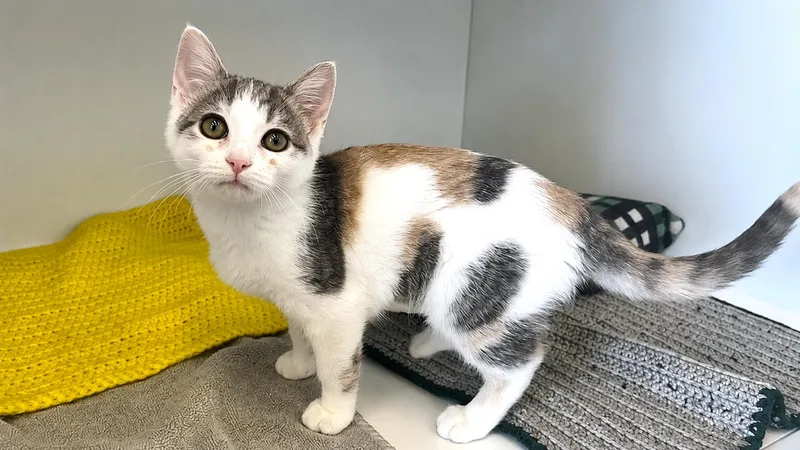 A baby medium-sized female Dilute Calico Domestic Short Hair cat named Giselle for adoption in Chestertown, MD