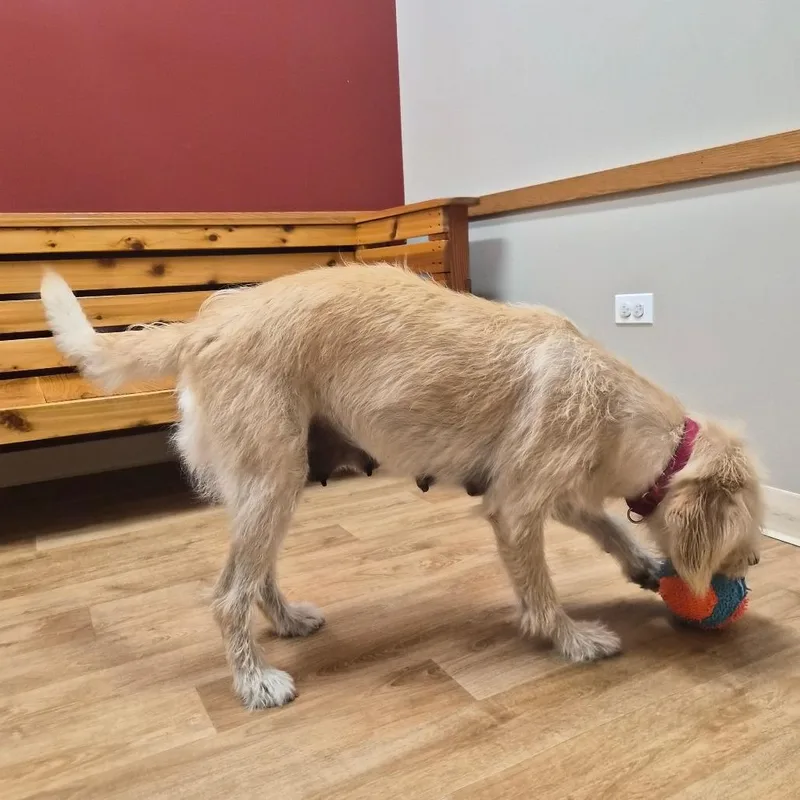 An adult medium-sized female Yellow / Tan / Blond / Fawn Mixed Breed dog named Pearl for adoption in Woodstock, IL
