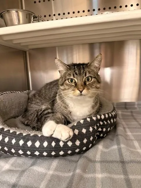 An adult medium-sized female Tabby (Brown / Chocolate) Domestic Short Hair cat named Daisy May for adoption in Fayetteville, AR