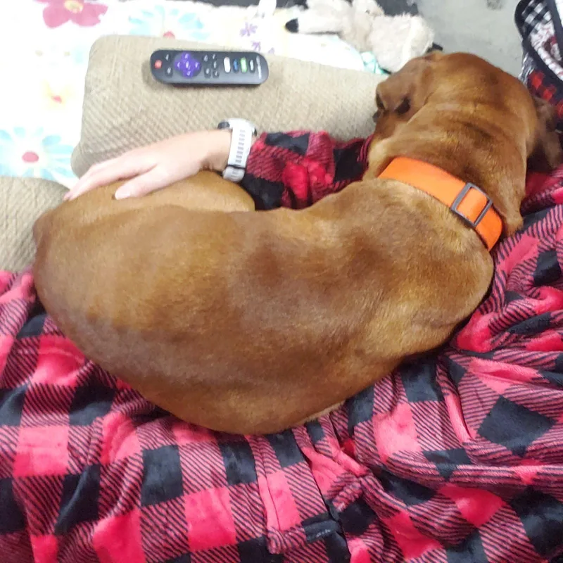An adult medium-sized male Boxer dog named Toby for adoption in Rural Hall, NC