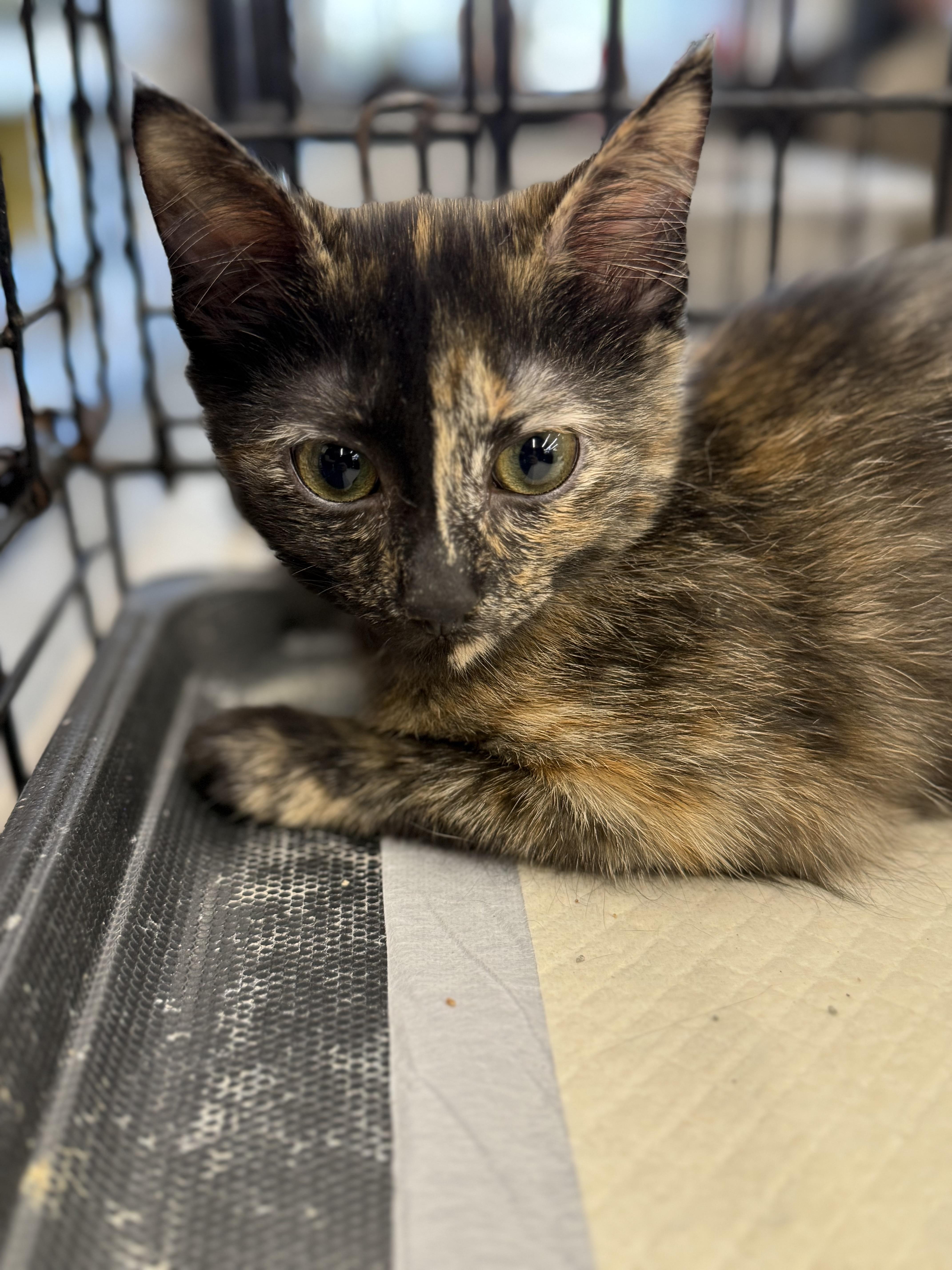 A baby medium-sized female Tortoiseshell cat named Yeigh for adoption in Intercession city , FL