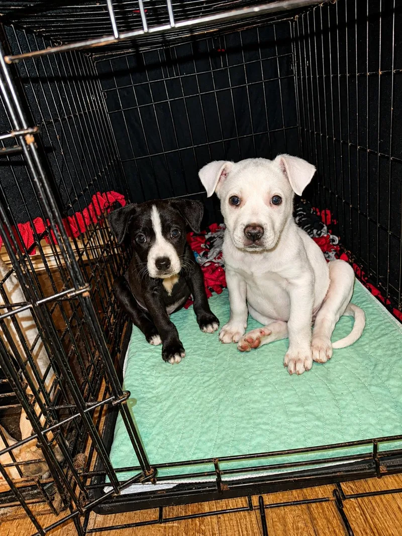 A baby medium-sized female White / Cream Mixed Breed dog named Lucy for adoption in Kenosha, WI