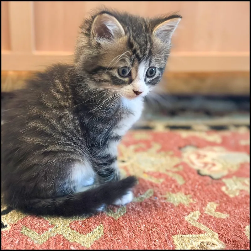 A young medium-sized male Tabby (Brown / Chocolate) Domestic Medium Hair cat named Rokie for adoption in Roswell, GA