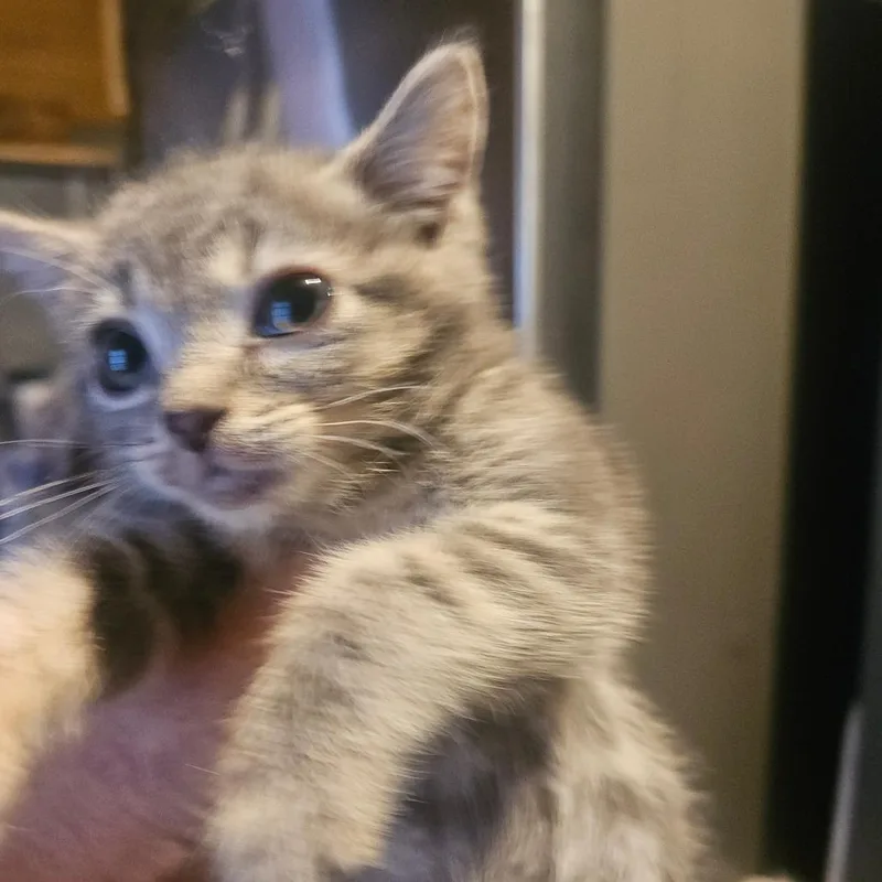 A baby small-sized female Gray / Blue / Silver Domestic Short Hair cat named Zinn for adoption in Ringtown, PA