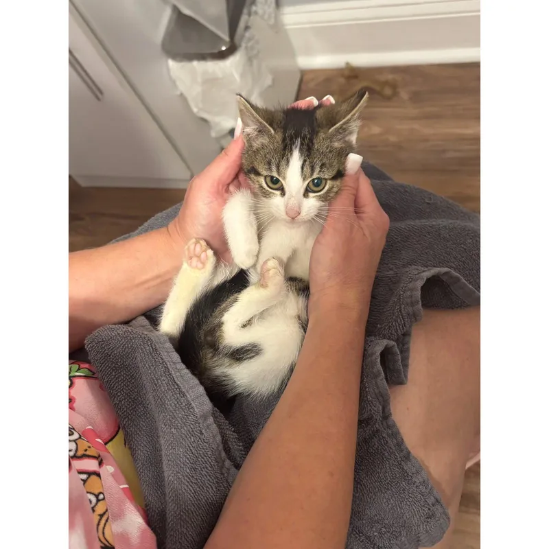 A baby medium-sized female Domestic Short Hair cat named Karen Mean Girls for adoption in Trenton, NJ