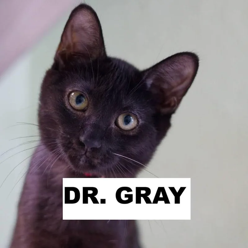 A young medium-sized female Domestic Short Hair cat named Dr. Gray for adoption in Zimmerman, MN