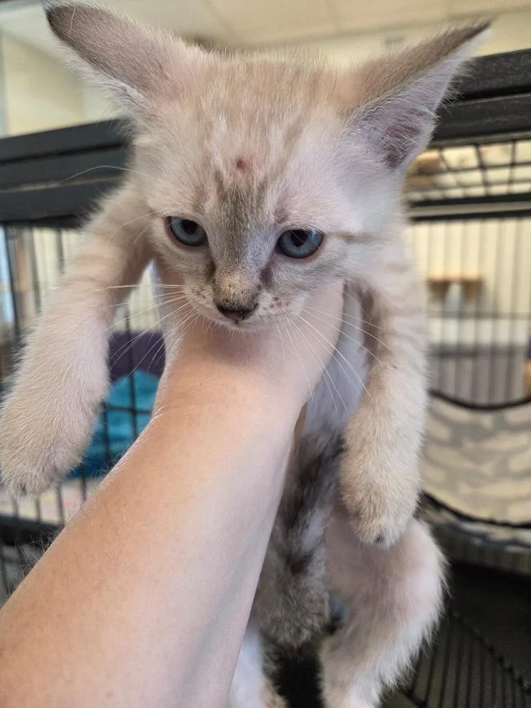 A baby small-sized female Siamese cat named Cleo for adoption in Bossier City, LA