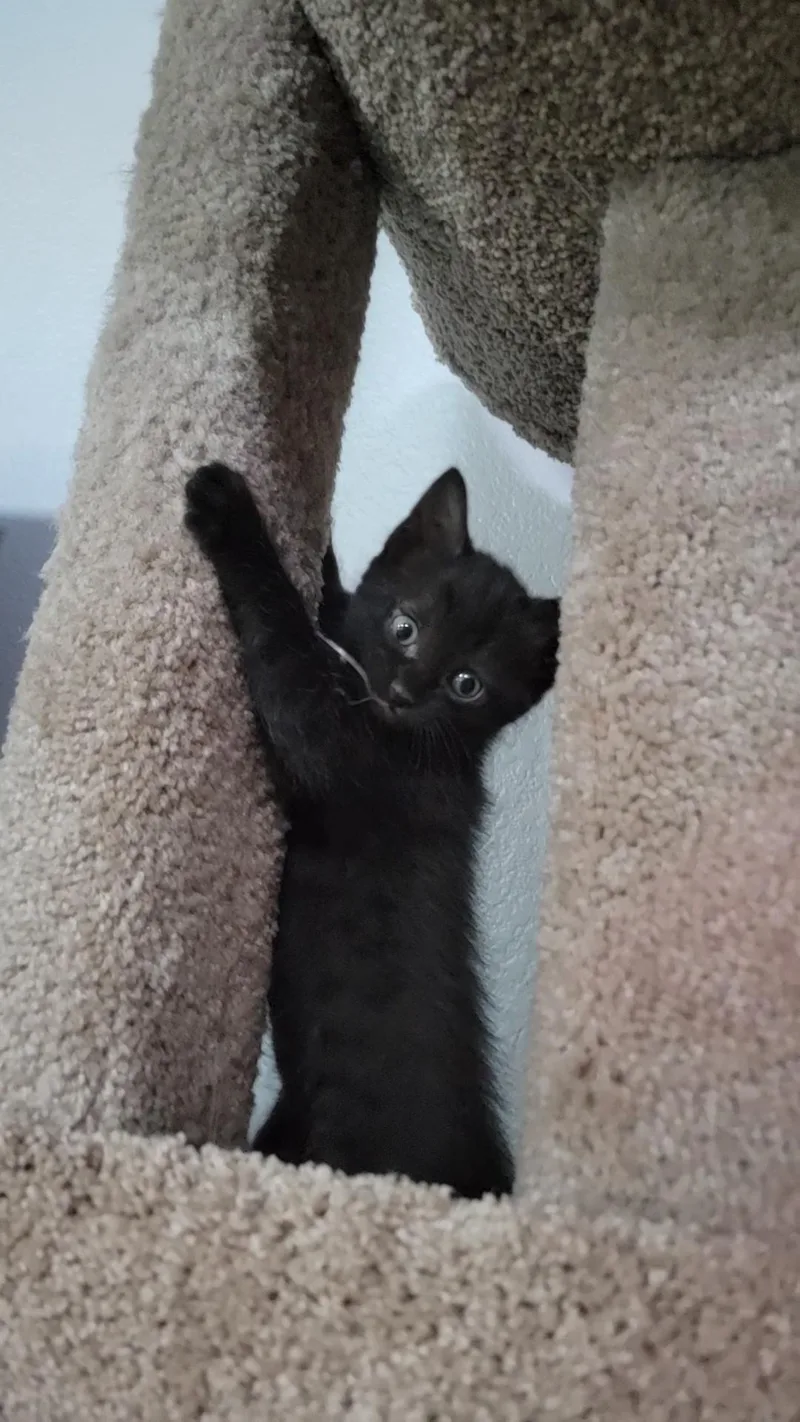 A baby medium-sized female Black Domestic Short Hair cat named Flo for adoption in Fort Worth, TX