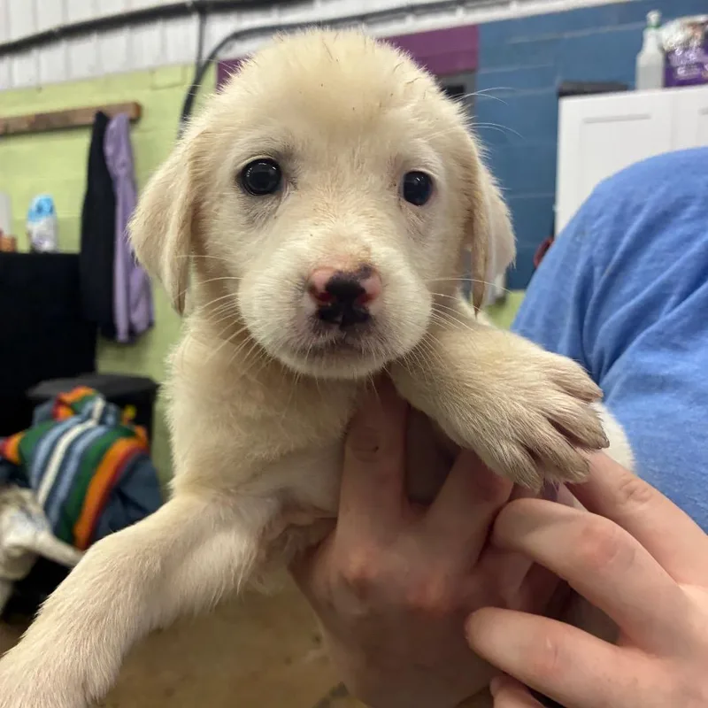 A baby small-sized female Yellow / Tan / Blond / Fawn Mixed Breed dog named Jelly for adoption in Corbin, KY