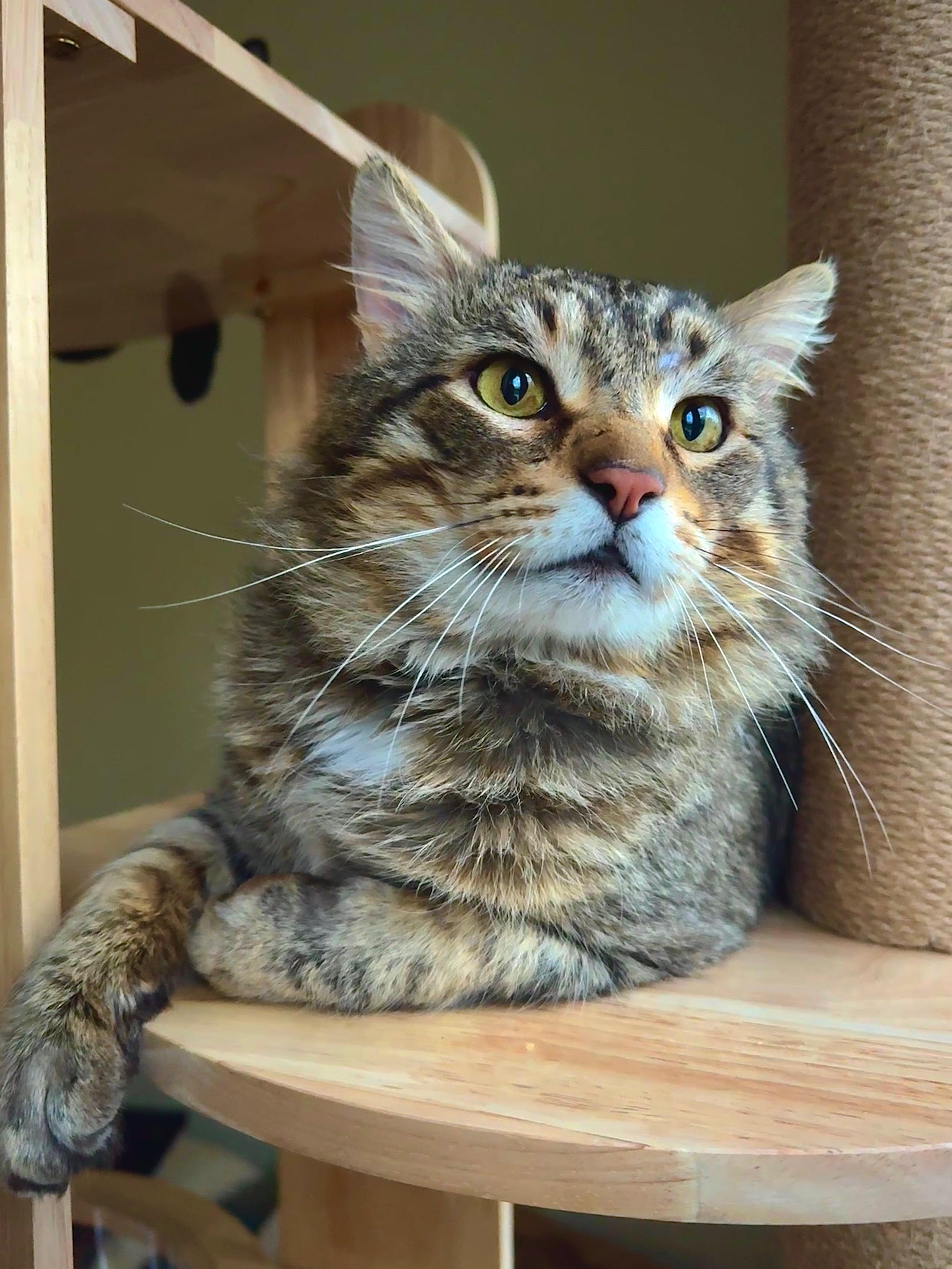 An adult medium-sized male Tabby (Buff / Tan / Fawn) Domestic Medium Hair cat named Rajah for adoption in Wheeling, IL