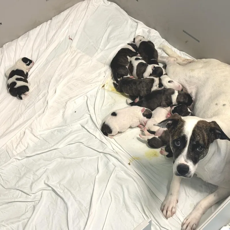 A baby medium-sized female White / Cream Terrier dog named Lumpy for adoption in LOXAHATCHEE, FL