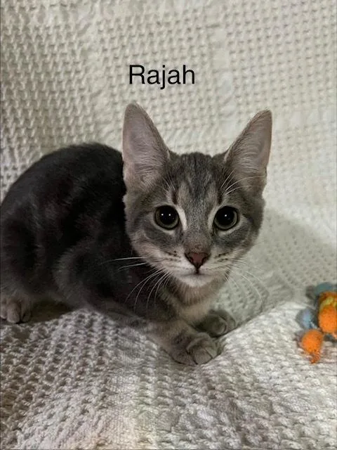 A baby small-sized female Domestic Medium Hair cat named Rajah for adoption in Groveland, MA