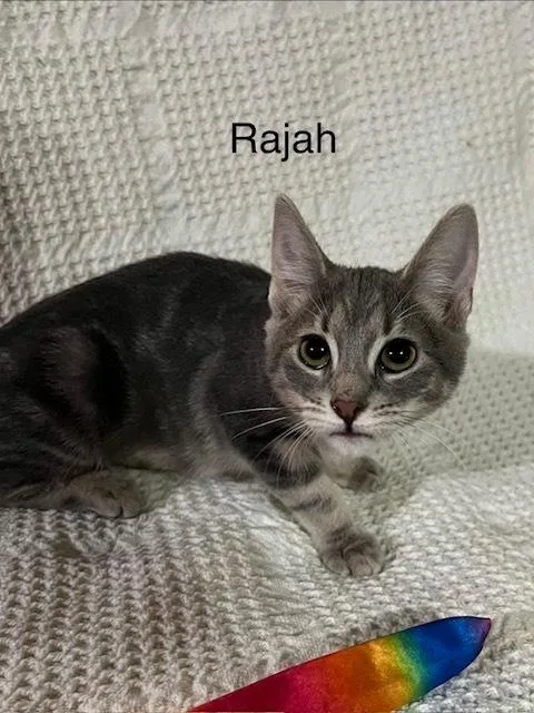 Rajah thumbnail 2