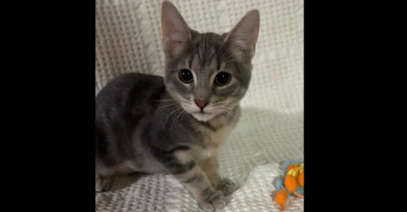 Rajah thumbnail 3