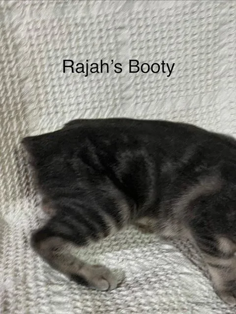 Rajah thumbnail 4