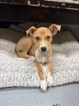 A baby medium-sized female Yellow / Tan / Blond / Fawn Carolina Dog dog named Aelin for adoption in Steamboat Springs, CO