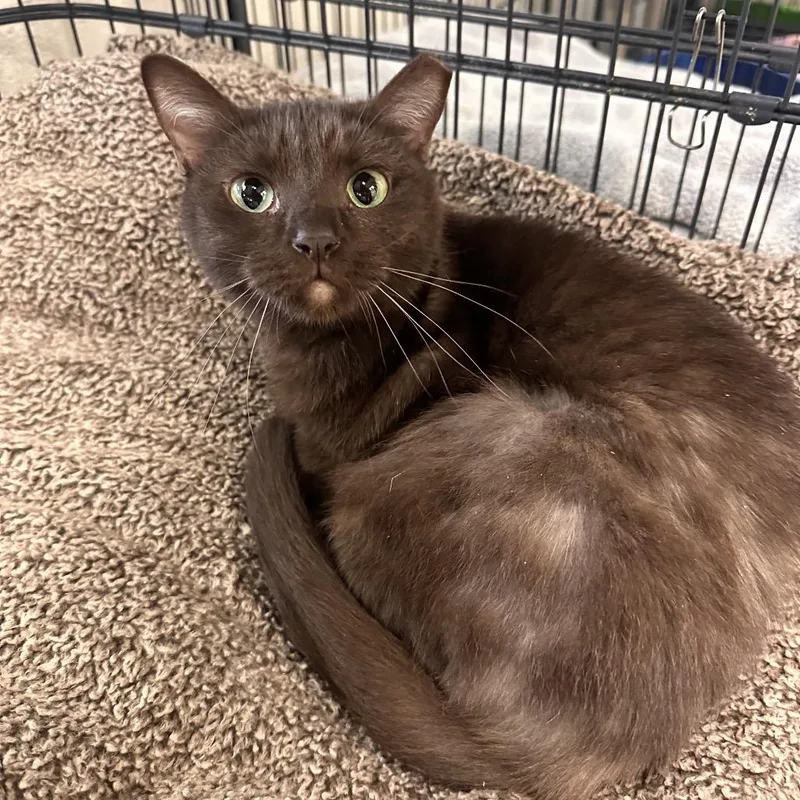 An adult medium-sized female Brown / Chocolate Havana cat named Raeya for adoption in Rocky Mount, VA