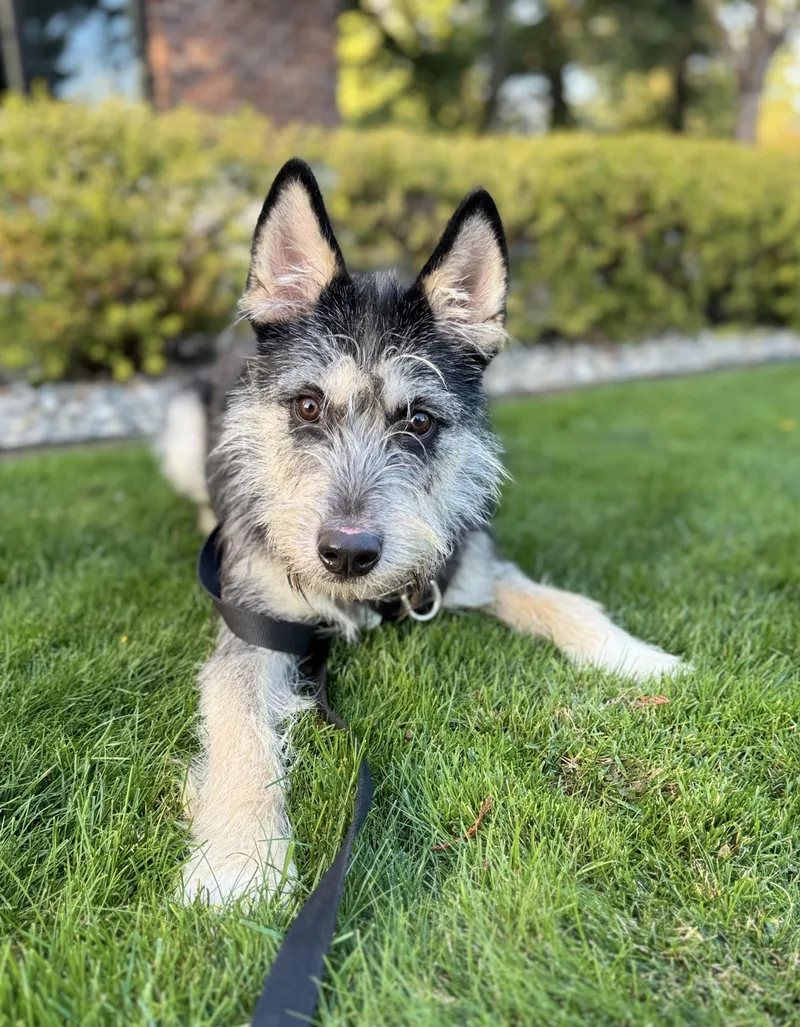 A young medium-sized male Siberian Husky dog named Duffy for adoption in lynnwood , WA