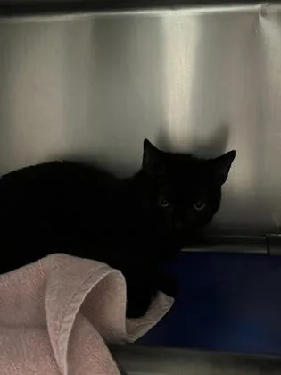 A young small-sized male Domestic Short Hair cat named Sonic for adoption in Seattle, WA
