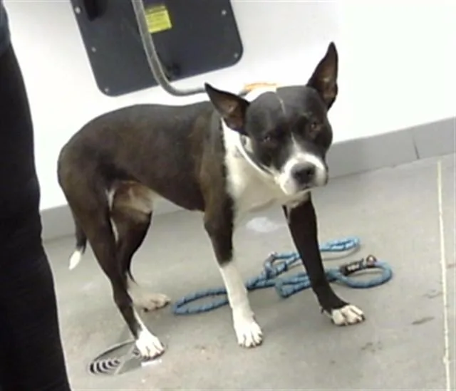 An adult large-sized male Pit Bull Terrier dog named Skyler for adoption in Mesa, AZ