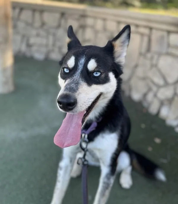 An adult medium-sized female Siberian Husky dog named Precious for adoption in Oceanside, CA