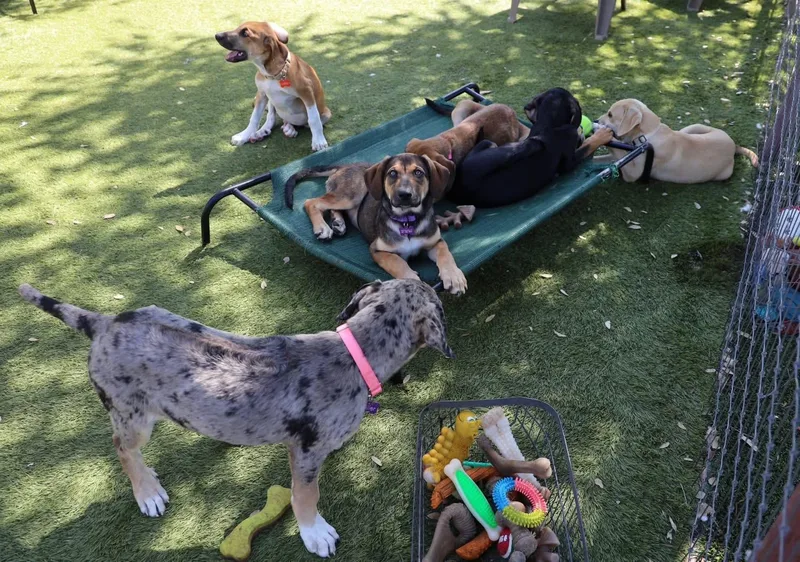 A young large-sized female Hound dog named Shelby for adoption in Southlake, TX