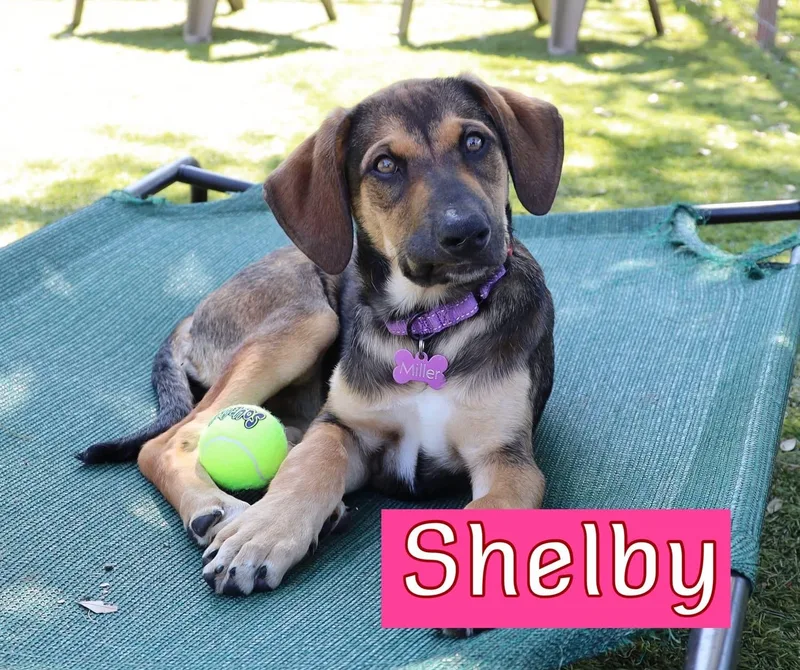 Shelby thumbnail 3