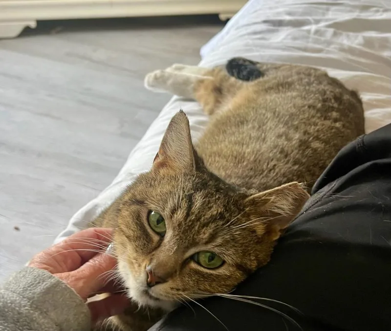 An adult medium-sized female Domestic Short Hair cat named Twinkle for adoption in Parkville, MD