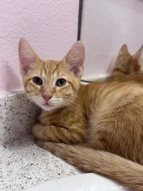 A baby medium-sized male Domestic Short Hair cat named Tactical Nuke for adoption in San Antonio, TX