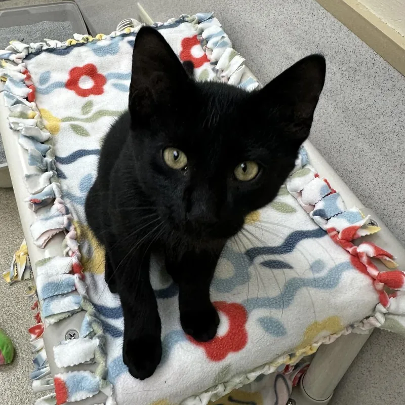 A baby small-sized male Black Domestic Short Hair cat named Popcorn for adoption in Naperville, IL