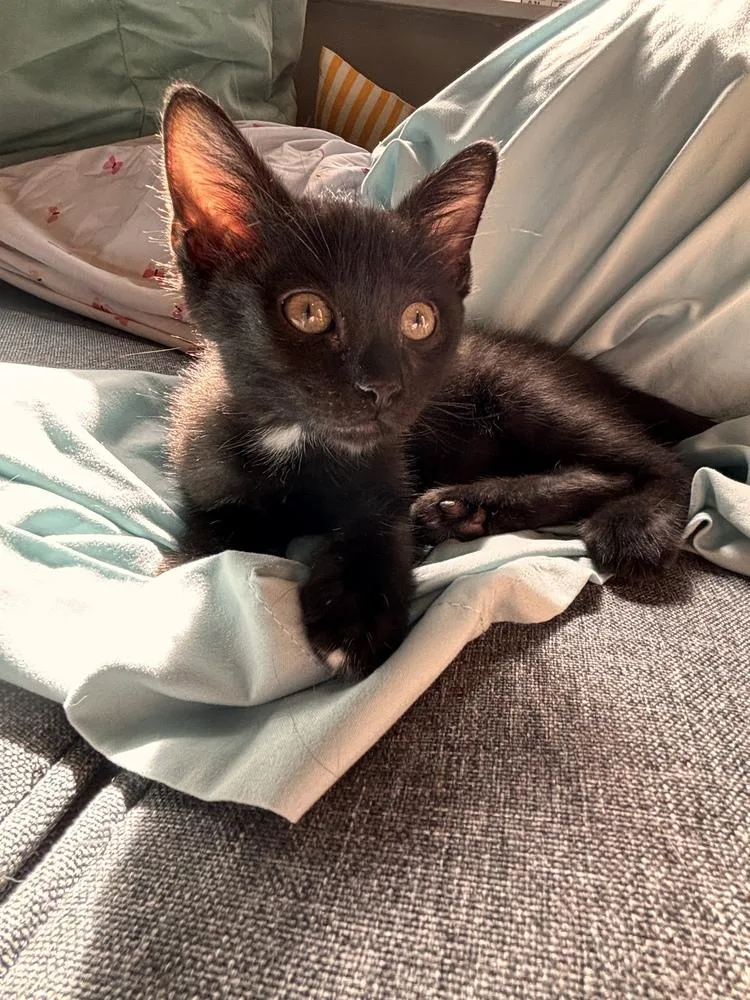 A baby small-sized female Black Domestic Short Hair cat named Cherokee for adoption in McPherson, KS