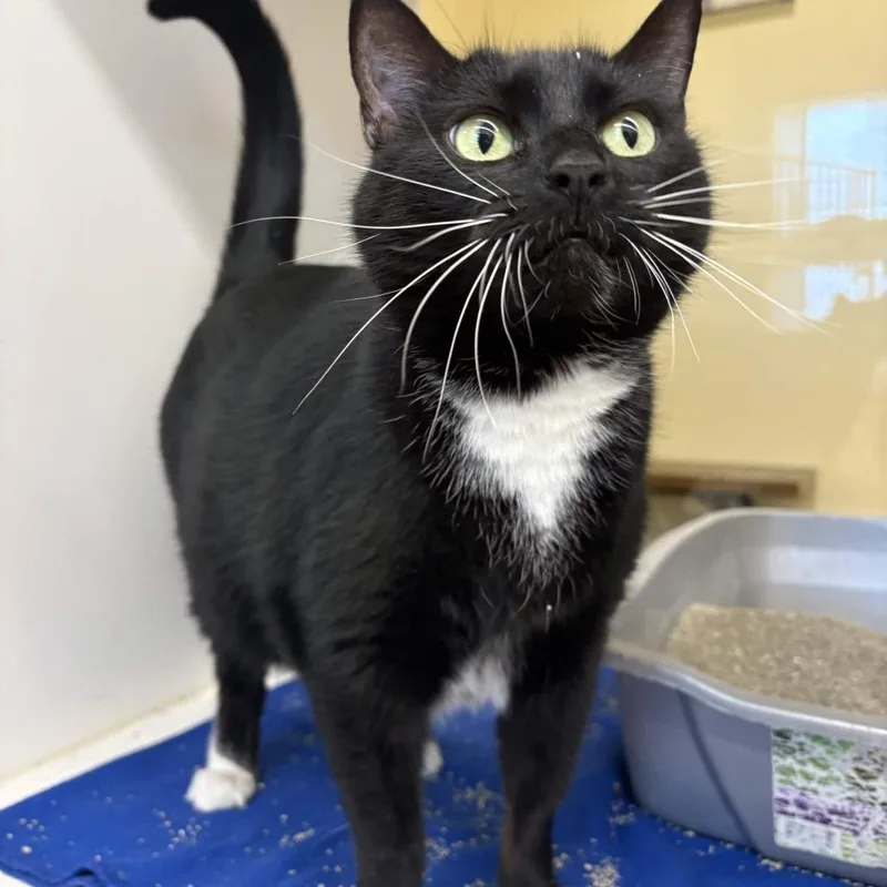 A senior large-sized female Black Domestic Medium Hair cat named Minnie for adoption in Beaumont, TX