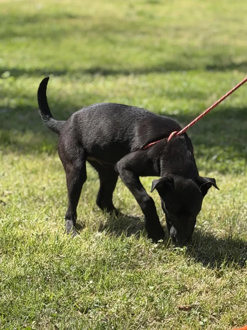 A young small-sized male Labrador Retriever dog named Walnut for adoption in Locust Fork, AL