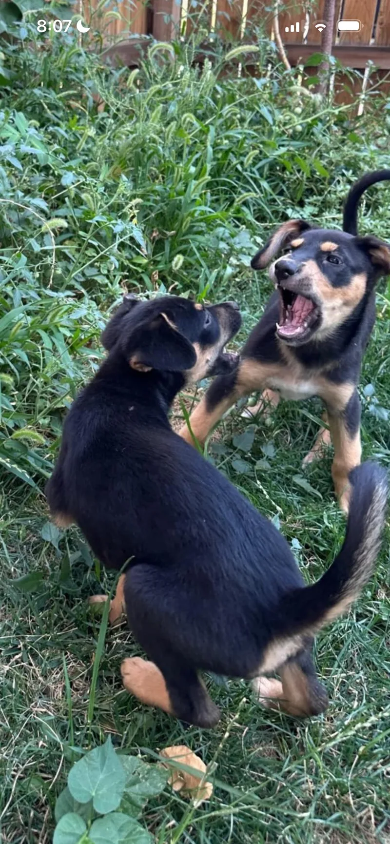 A baby medium-sized female Black German Shepherd Dog dog named Bambi for adoption in Fort Collins, CO