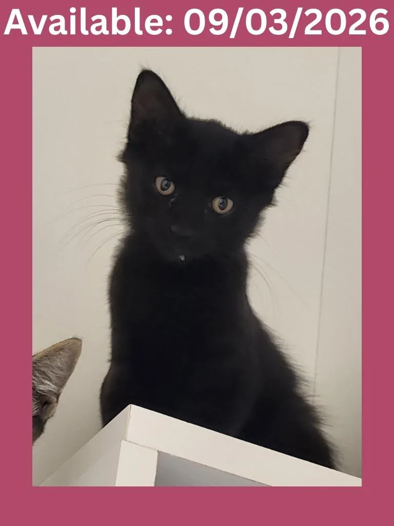 A baby medium-sized female Domestic Long Hair cat named Cat Condo for adoption in Greenville, TX
