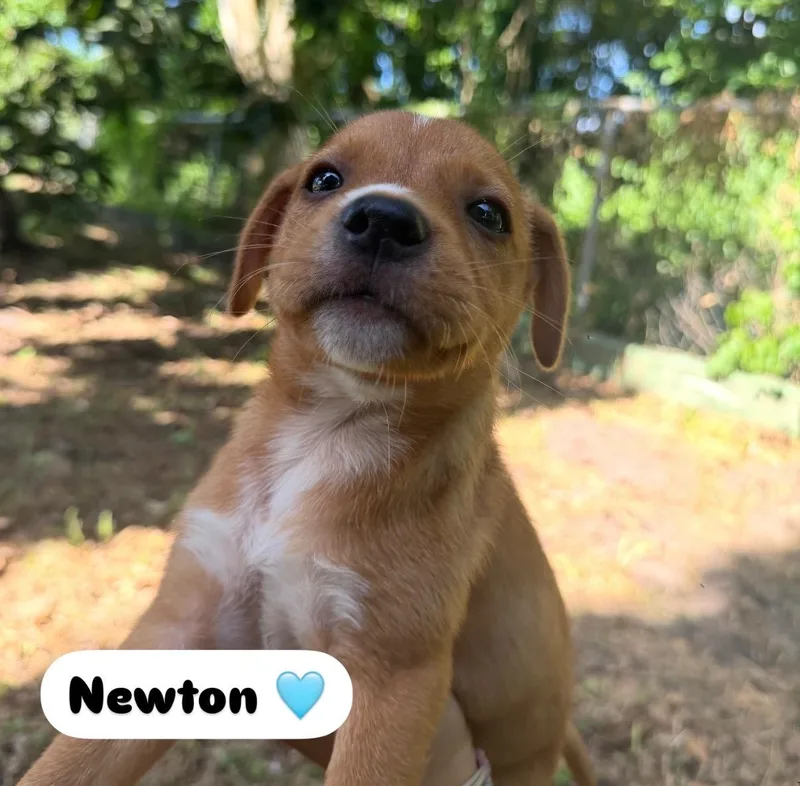 Mr. Newton  The thumbnail 2