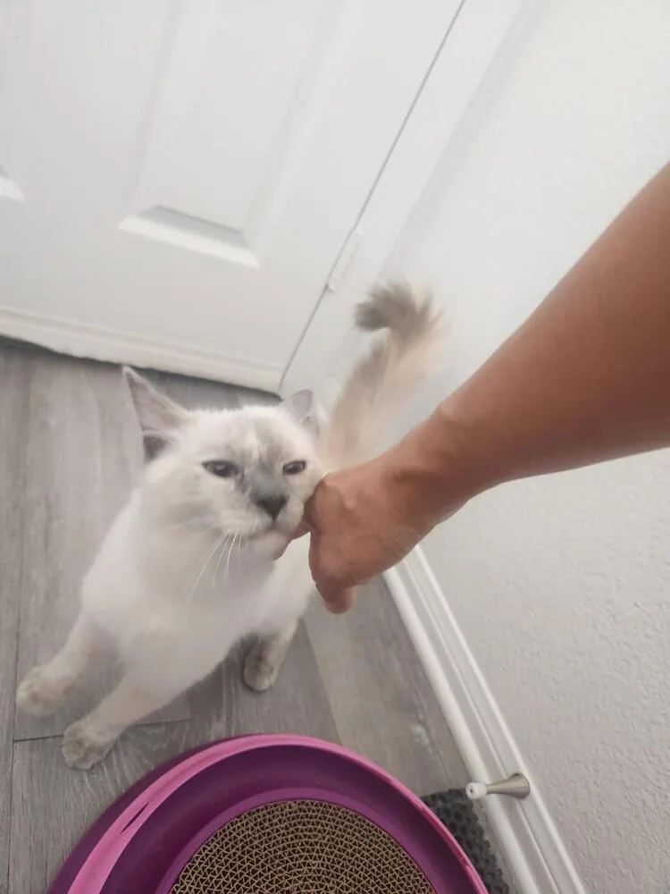 A baby small-sized female Siamese cat named Ruffles for adoption in Lancaster, CA