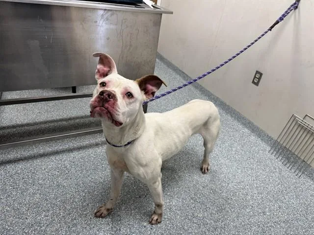 An adult medium-sized female Pit Bull Terrier dog named Honeysuckle for adoption in Garland, TX