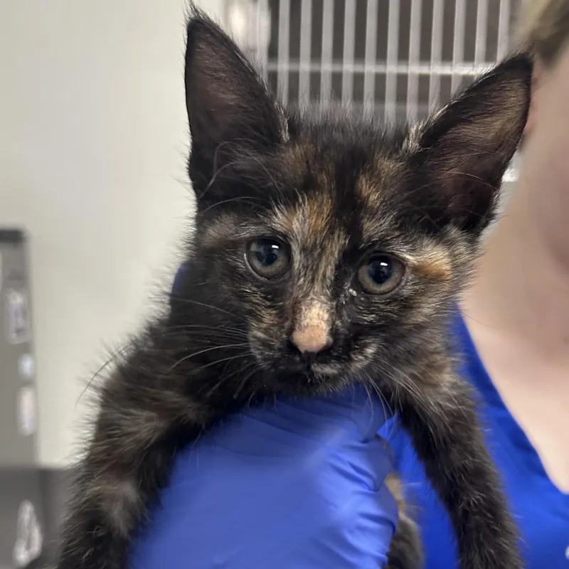 A baby small-sized female Tortoiseshell Domestic Short Hair cat named Mei for adoption in Greenville, SC