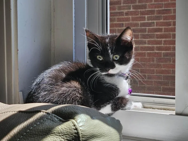 A baby small-sized female Black & White / Tuxedo Domestic Short Hair cat named Kline for adoption in West Mifflin, PA