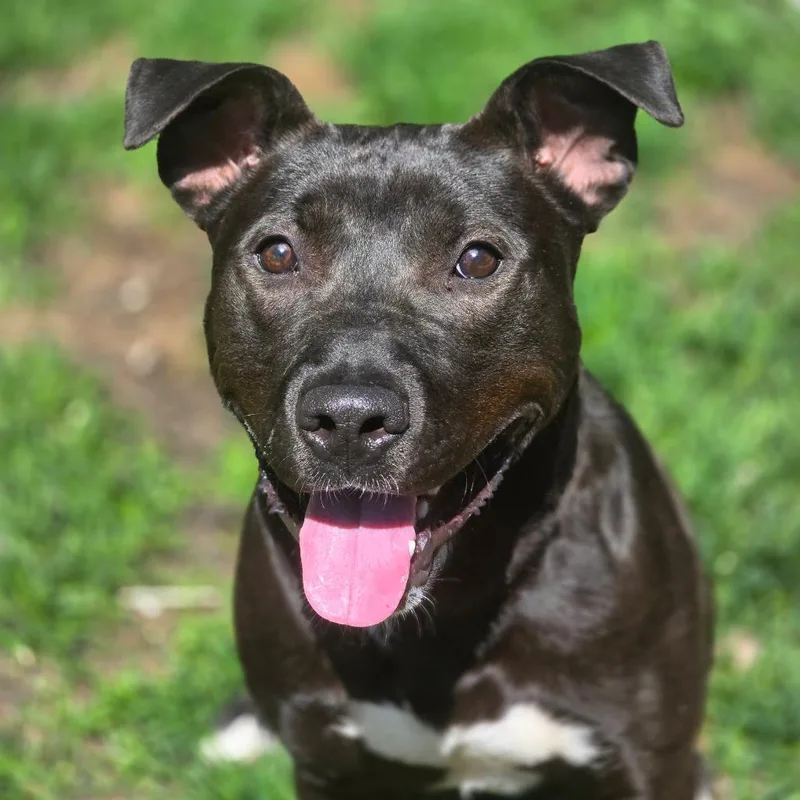 An adult large-sized male Black Mixed Breed dog named Pookie for adoption in Escanaba, MI