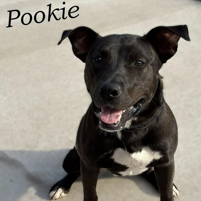 Pookie thumbnail 2