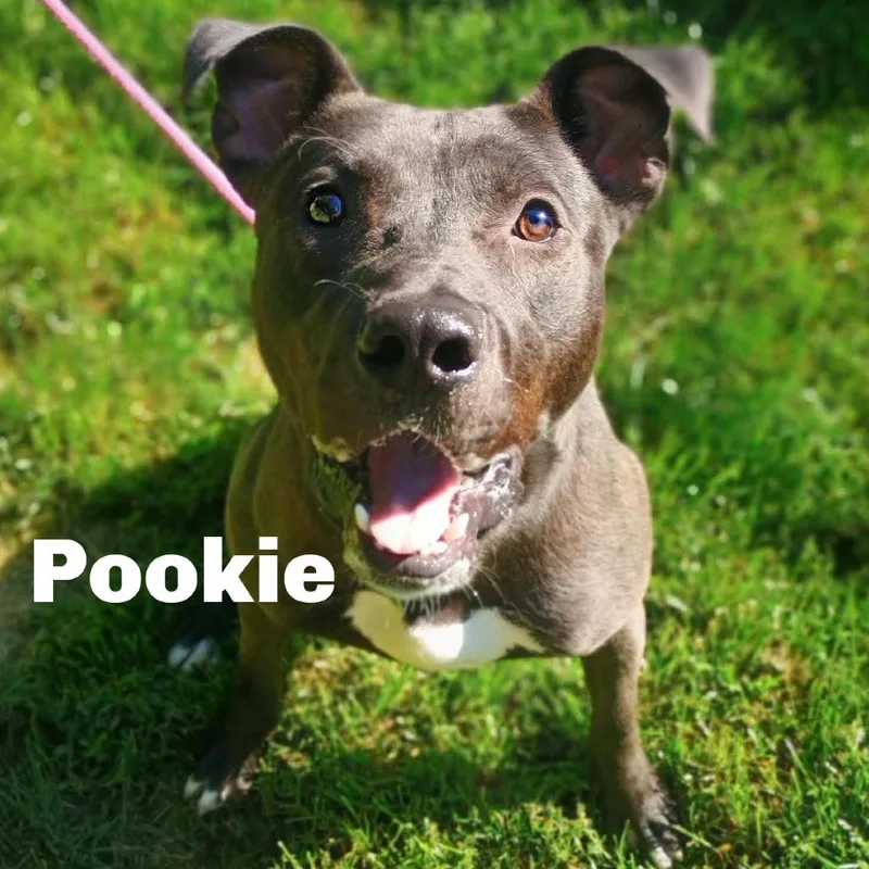 Pookie thumbnail 3