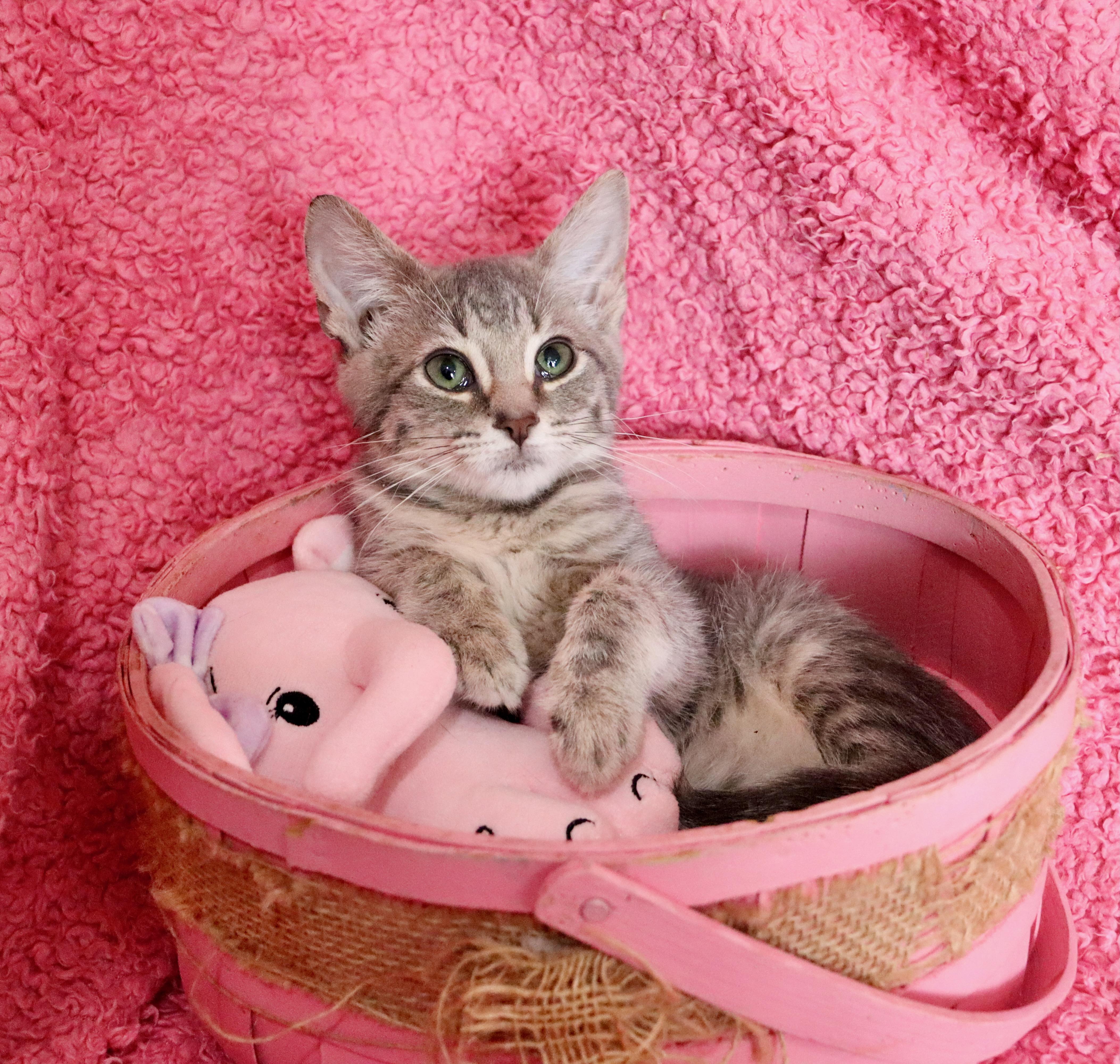 A baby medium-sized female Gray / Blue / Silver Tabby cat named Trio for adoption in Saint Augustine, FL